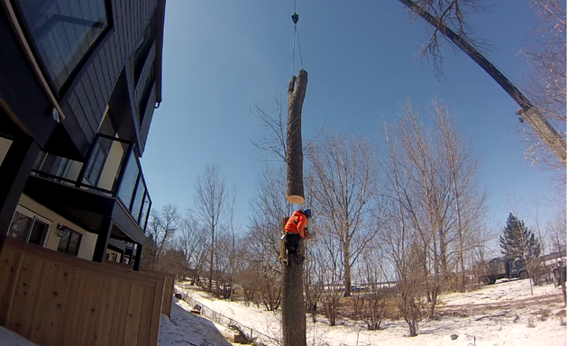 Photo of Perry O'Grady C. - Tree Removal, Land Clearing, Integrated Vegetation Management, Mulching..