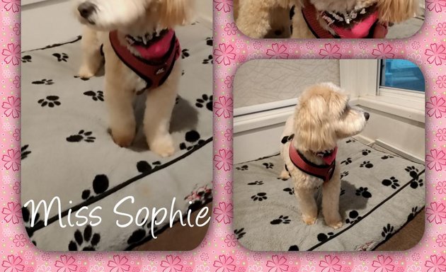 Photo of Aprils Dog Grooming
