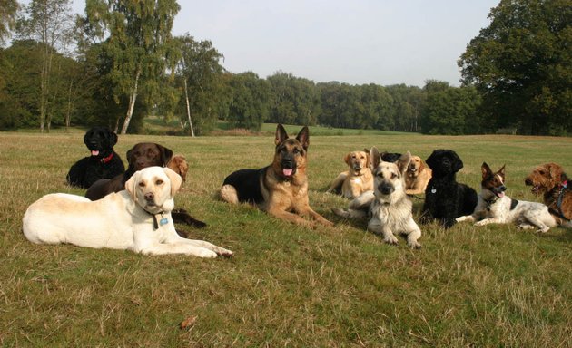 Photo of H&H Dog Training