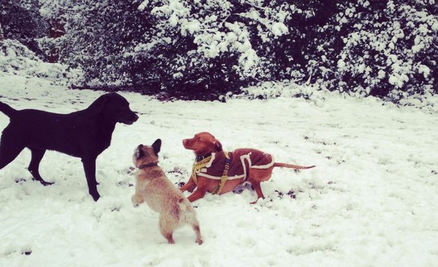 Photo of Woofs of Wimbledon