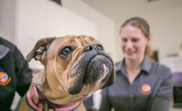 Photo of Fulham Gardens Animal Hospital - Pets and their People