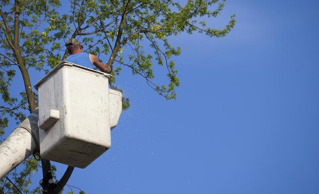 Photo of Tree Doctor Brisbane - Tree Lopping Brisbane