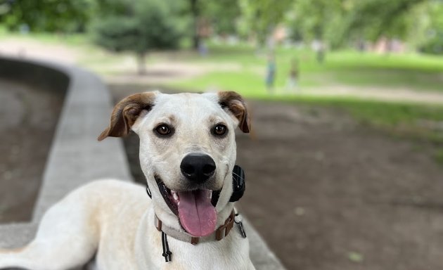 Photo of Urban K-9 Dog Training