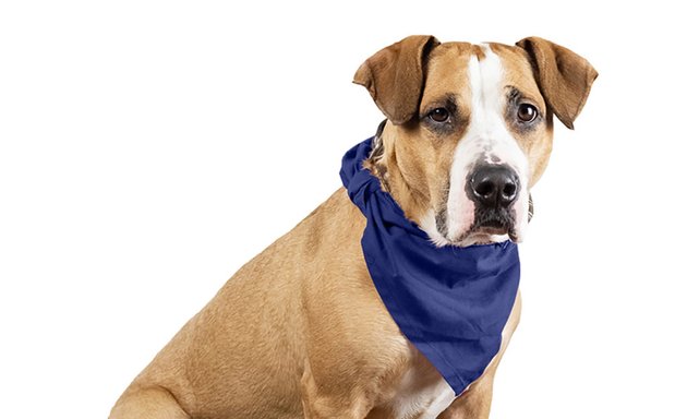 Photo of Cotton Bandanas