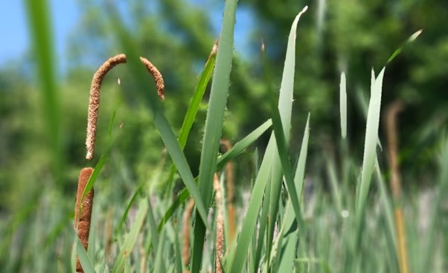 Photo of Keifer Marsh - Langstaff EcoPark