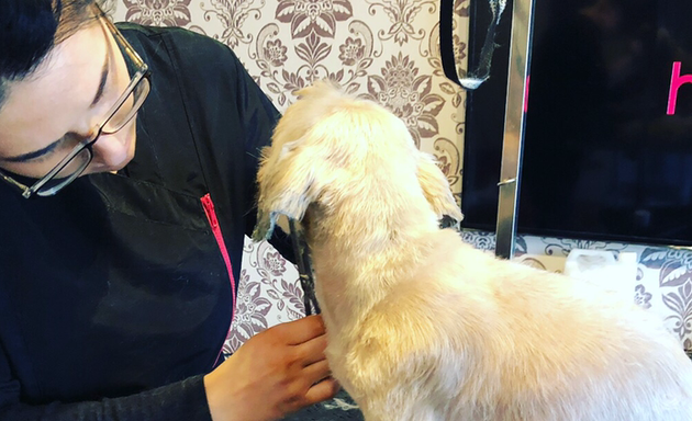 Photo of Simply Dog Grooming Hindley Green / Pet Grooming Services