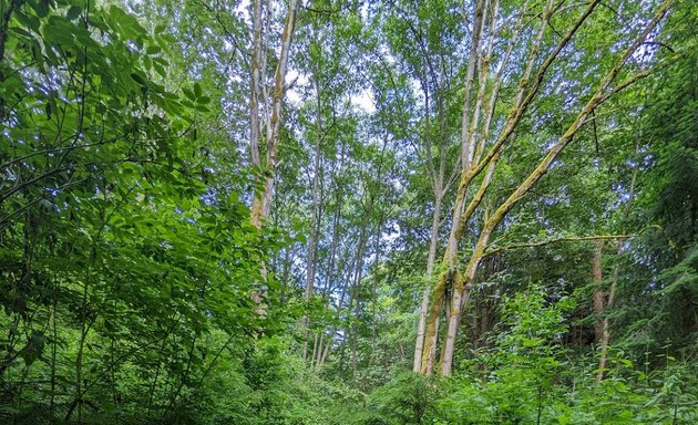 Photo of College Street Ravine