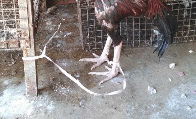 Photo of bismilla Tawakal Chicken Center