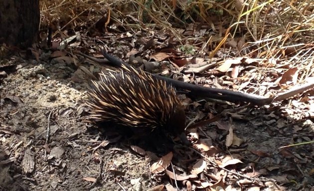 Photo of D'Aguilar National Park - Southern