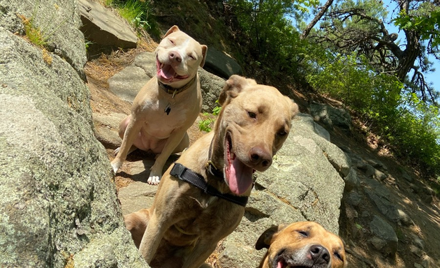 Photo of Boston's Best Dog Walkers and Pet Services, LLC (main)