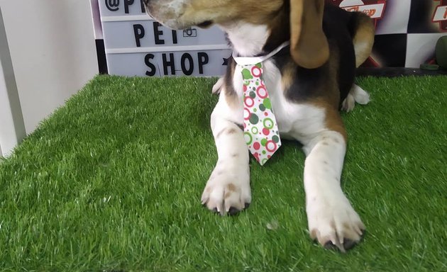Foto de Peluquería canina Pelu2 Pet Shop