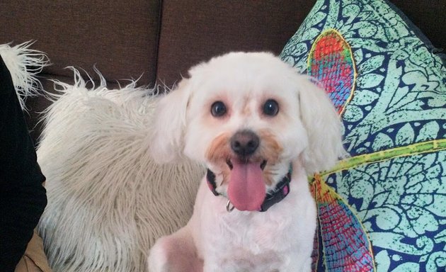 Foto de mi mascota entretenida peluqueria canina