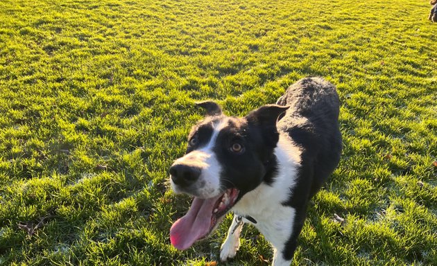 Photo of Oli and Pawtner - Dog Walker of York