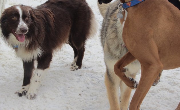 Photo of Puppy Playground