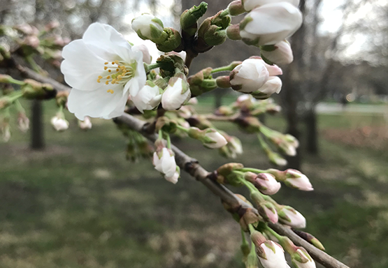 Photo of Jackson Park Cherry Blossoms
