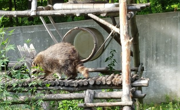 Photo of Raccoon Exhibit