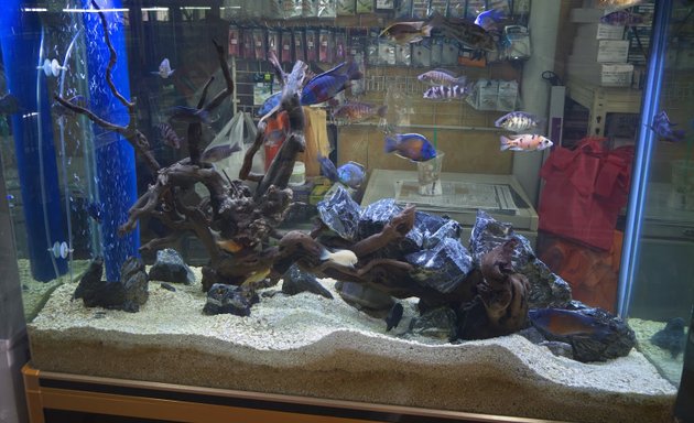 Photo of Amazing Aquarium Kajang
