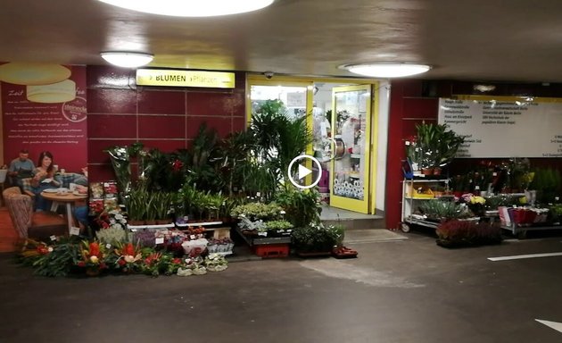 Foto von Blumen Pflanzen Urbanis (UG U-Bahnstation)