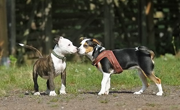 Foto von Hundezentrum Heiduk