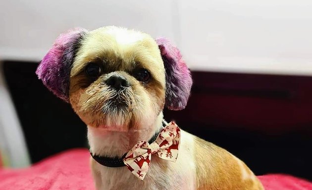 Photo of The Poochie Palace- Dog Grooming Bristol