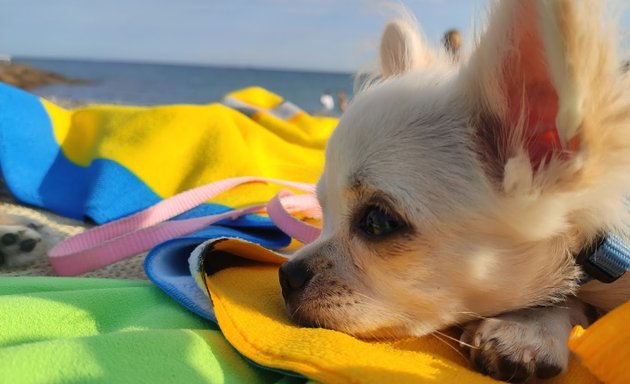 foto Cuccioli Chihuahua