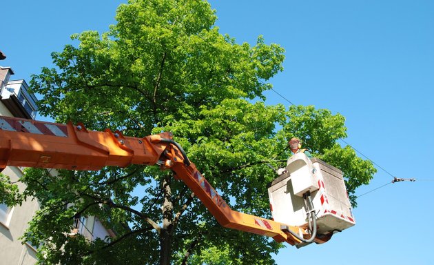 Photo of Sidcup Tree Care