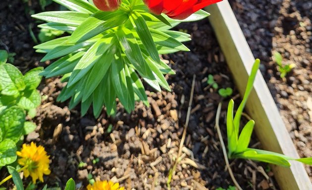 Photo of Essendon Community Gardens