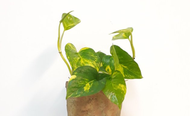 Foto de vegetalstorm-solucions amb plantes