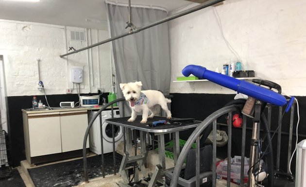 Photo of Country Dog Groomers