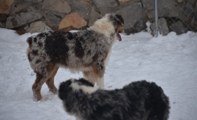 Photo of Belle Rouge Aussies