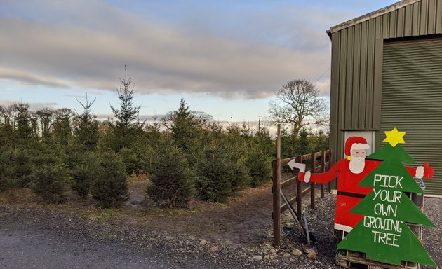 Photo of Oxheys Christmas Tree Farm