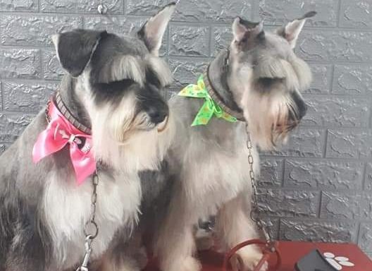 Foto de MASCOTIPS Groomer Salón & Pet Shop.