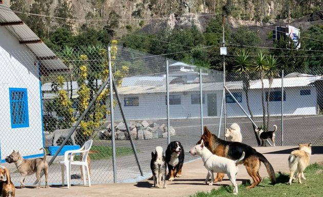 Foto de Centro de Adiestramiento Canino y Guardería EDUCAPETS
