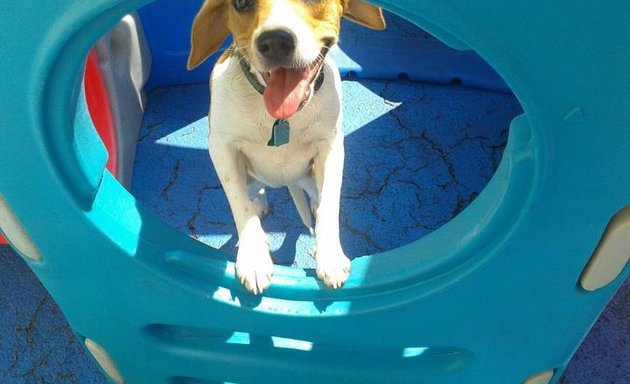Photo of SoBo Dog Daycare & Spa