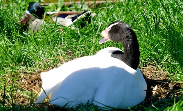 Foto von Freunde Hauptstadtzoos