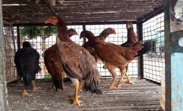 Photo of Raju DL Chicken centre