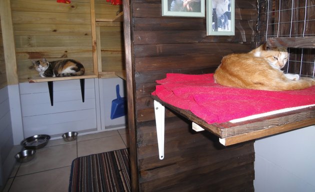 Photo of Withycombe Boutique Boarding Cattery