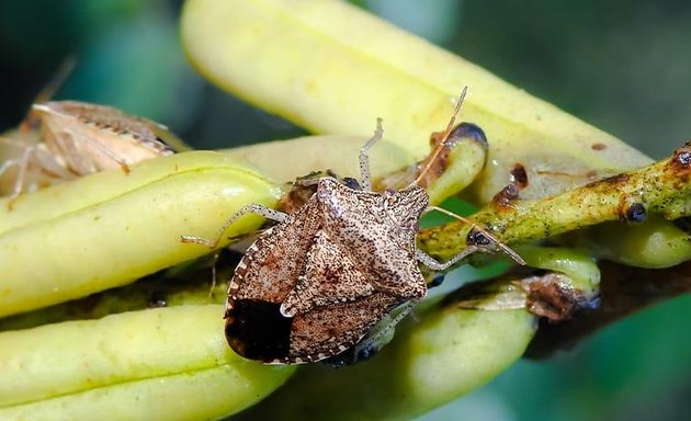 Photo of Mid-South Pest & Termite