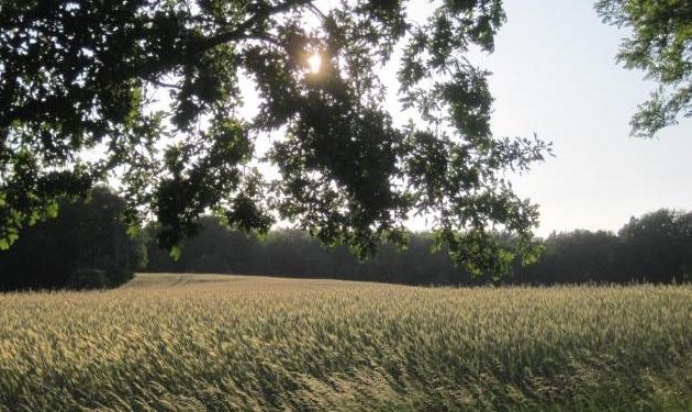 Foto von Jost Hering Filmproduzent