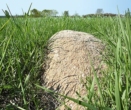 Foto von hutterreimann Landschaftsarchitektur GmbH