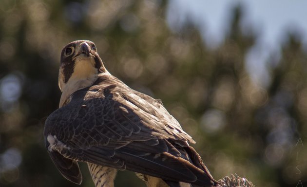 Photo of Raptor Center