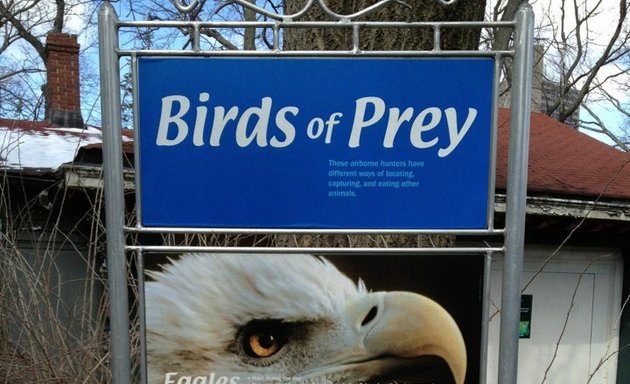 Photo of Birds of Prey