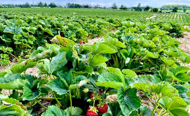 Photo of Robintide Farms