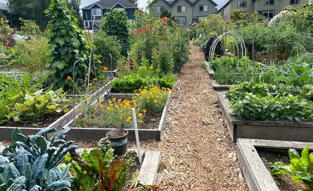 Photo of Queen Anne P-Patch Community Garden