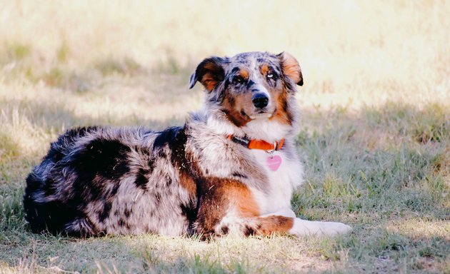 Photo of Belle Rouge Aussies