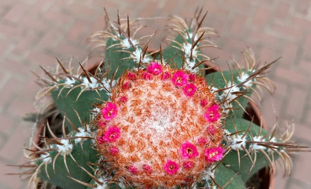 Photo of Stephen H. Smith's Garden & Leisure