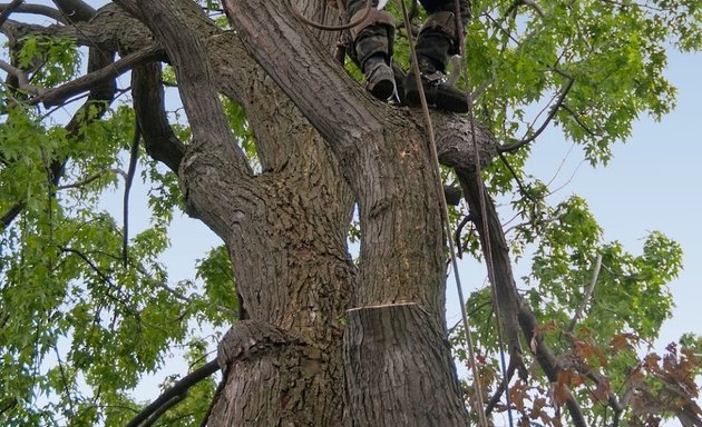 Photo of Tree Felling Cape Town