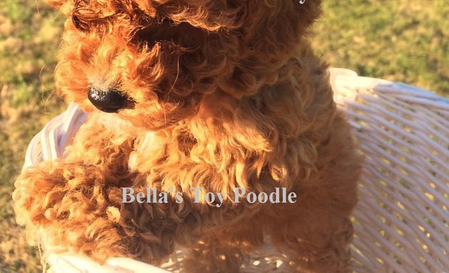 Photo of Bella's Toy Poodle