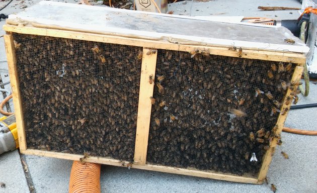 Photo of Hive Pro Bee Removal Inc.