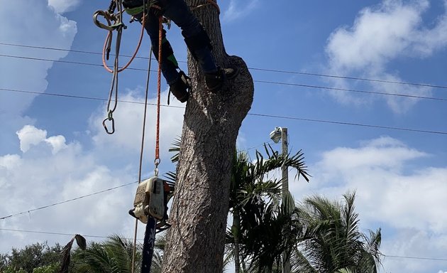 Photo of T Men Tree Expert Services